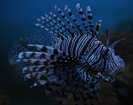 Mactan Island Aquarium